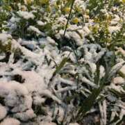 ヒメ日記 2026/01/23 13:31 投稿 べる 石川金沢ちゃんこ