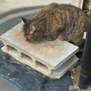 ヒメ日記 2026/01/29 12:42 投稿 ひなた 出会い系人妻ネットワーク さいたま～大宮編