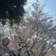 ヒメ日記 2026/03/29 14:12 投稿 ひなた 出会い系人妻ネットワーク さいたま～大宮編