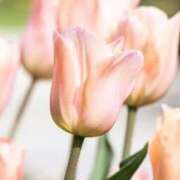 ヒメ日記 2026/03/12 23:10 投稿 藤崎涼香 五十路マダム 岐阜店