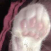 ヒメ日記 2026/04/04 22:01 投稿 リル 西川口ハートショコラ（シンデレラグループ）