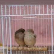 ヒメ日記 2026/01/29 15:13 投稿 たかこ 妻天 京橋店