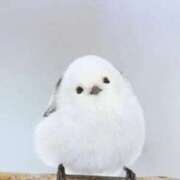 ヒメ日記 2026/01/31 15:27 投稿 たかこ 妻天 京橋店