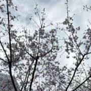 ヒメ日記 2026/02/24 07:11 投稿 Ouka LUXURY（ラグジュアリー）