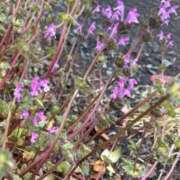 ヒメ日記 2026/03/16 11:10 投稿 Ouka LUXURY（ラグジュアリー）