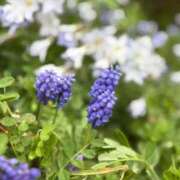 ヒメ日記 2026/03/20 07:13 投稿 Ouka LUXURY（ラグジュアリー）