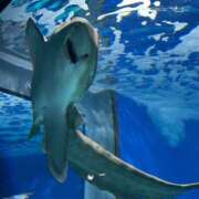 あめる 初出勤❣ ハピネス東京