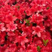 ヒメ日記 2026/04/09 10:26 投稿 ゆうか Second Love（セカンドラブ）