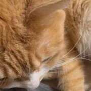 あのん 甘えんぼ 蒲田ウルトラギャラクシー