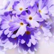 ヒメ日記 2026/04/06 23:51 投稿 高瀬りさ 五十路マダム 沼津店(カサブランカグループ)