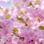 ヒメ日記 2026/04/07 22:45 投稿 高瀬りさ 五十路マダム 沼津店(カサブランカグループ)