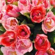 高瀬りさ いつもありがとうございます 五十路マダム 沼津店(カサブランカグループ)