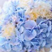 ヒメ日記 2026/04/18 22:03 投稿 高瀬りさ 五十路マダム 沼津店(カサブランカグループ)