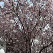 ヒメ日記 2026/03/30 17:13 投稿 後藤さり ミセスの癒しエステ