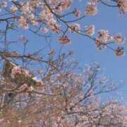 ヒメ日記 2026/04/19 11:43 投稿 はるか 舐めフェチの会