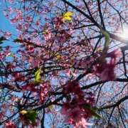 ヒメ日記 2026/03/11 16:15 投稿 えりか 人妻小旅行