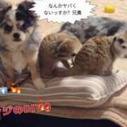 ヒメ日記 2026/01/30 12:02 投稿 かやの 奥鉄オクテツ東京店（デリヘル市場）