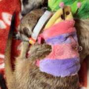 ヒメ日記 2026/02/25 09:10 投稿 かやの 奥鉄オクテツ東京店（デリヘル市場）