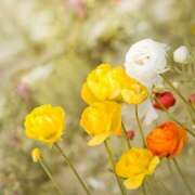 ヒメ日記 2026/03/04 15:58 投稿 かやの 奥鉄オクテツ東京店（デリヘル市場）