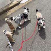 ヒメ日記 2026/04/28 12:30 投稿 かやの 奥鉄オクテツ東京店（デリヘル市場）