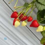 ヒメ日記 2026/04/18 22:08 投稿 りん 小岩ときめき女学園