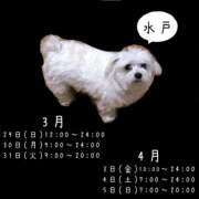 ヒメ日記 2026/03/16 20:01 投稿 むめい ドリーム水戸