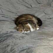 ヒメ日記 2026/03/21 22:54 投稿 ふうか いざ候 別館