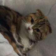 ヒメ日記 2026/04/05 21:34 投稿 ふうか いざ候 別館