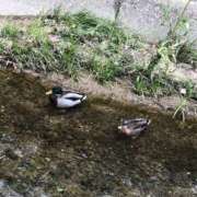 ヒメ日記 2026/01/23 01:21 投稿 るな 女の子がセルフで撮影する店！！成田デリヘル『生パネル』伝説