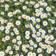 ヒメ日記 2026/04/03 08:58 投稿 ひなの 美熟女倶楽部Hip's 春日部店