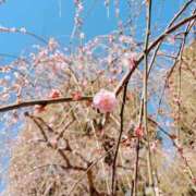 ヒメ日記 2026/03/18 09:03 投稿 ななせ/敏感 回春性感メンズエステ猫の手 岐阜／岐南