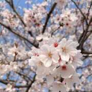 ヒメ日記 2026/04/01 14:03 投稿 ななせ/敏感 回春性感メンズエステ猫の手 尾張一宮