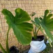 ヒメ日記 2026/03/11 12:31 投稿 松永 あんず こあくまな熟女たち 本厚木店(KOAKUMAグループ)