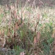 ヒメ日記 2026/03/28 13:52 投稿 松永 あんず こあくまな熟女たち 本厚木店(KOAKUMAグループ)