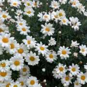 ヒメ日記 2026/04/01 01:20 投稿 しおり 蒲田ウルトラギャラクシー