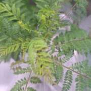 ヒメ日記 2026/03/02 09:23 投稿 スミレ 沖縄ちゃんこコザ