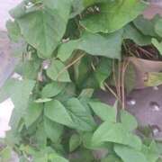 ヒメ日記 2026/03/02 09:37 投稿 スミレ 沖縄ちゃんこコザ