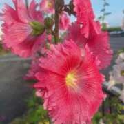 ヒメ日記 2026/03/07 15:53 投稿 スミレ 沖縄ちゃんこコザ