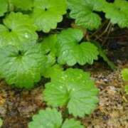 ヒメ日記 2026/03/08 07:20 投稿 スミレ 沖縄ちゃんこコザ