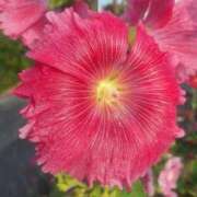 ヒメ日記 2026/03/28 11:13 投稿 スミレ 沖縄ちゃんこコザ