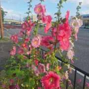 ヒメ日記 2026/03/28 13:45 投稿 スミレ 沖縄ちゃんこコザ