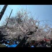 いちか 桜綺麗だった~(៸៸>⩊<៸｀) 横浜ハッピーマットパラダイス