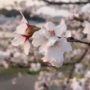 ヒメ日記 2026/03/27 21:30 投稿 大島るな【業界未経験】 素人専門　街角レディ