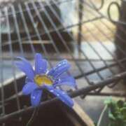 ヒメ日記 2026/04/04 19:50 投稿 橋本あい【PREMIUM】 素人専門　街角レディ