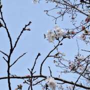 ヒメ日記 2026/03/27 15:03 投稿 翆(すい) カサブランカ福山店（カサブランカグループ）