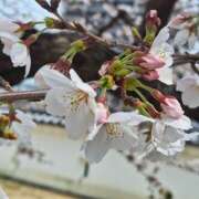 ヒメ日記 2026/03/30 19:25 投稿 翆(すい) カサブランカ福山店（カサブランカグループ）