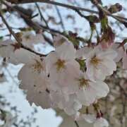 ヒメ日記 2026/04/03 15:57 投稿 翆(すい) カサブランカ福山店（カサブランカグループ）