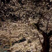 ヒメ日記 2026/04/11 10:56 投稿 かんな先生 IMS