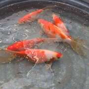 ヒメ日記 2026/04/19 17:37 投稿 かんな先生 IMS