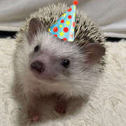 ヒメ日記 2026/02/14 11:48 投稿 かえな 上野ハンドメイド